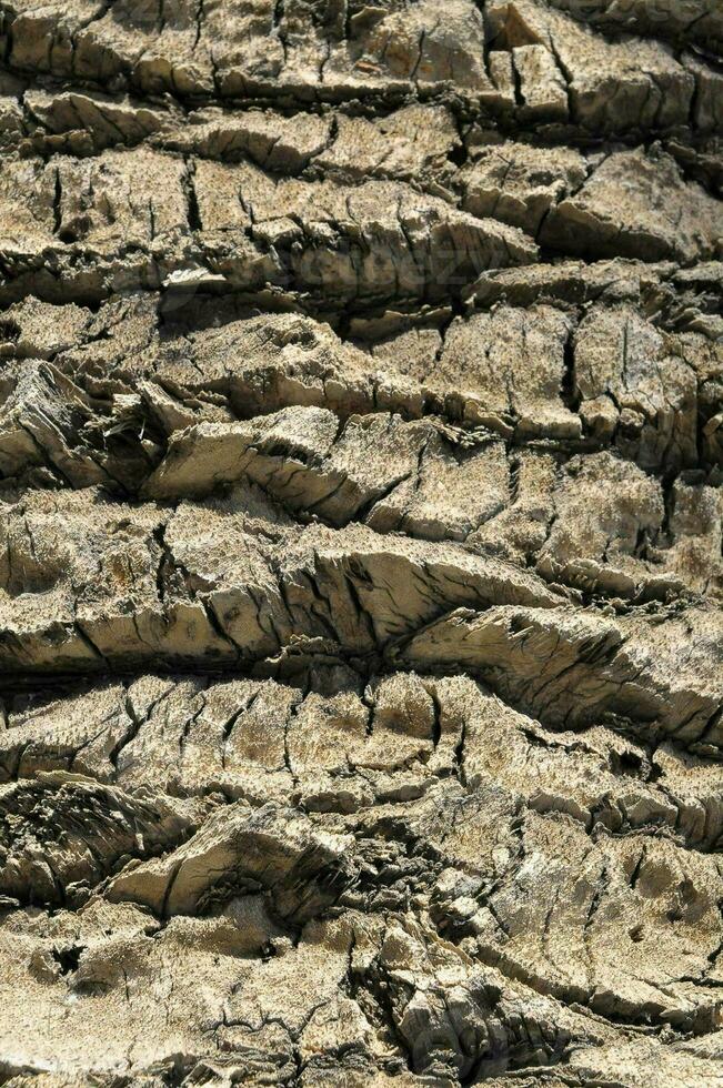 a close up of the bark of a tree photo