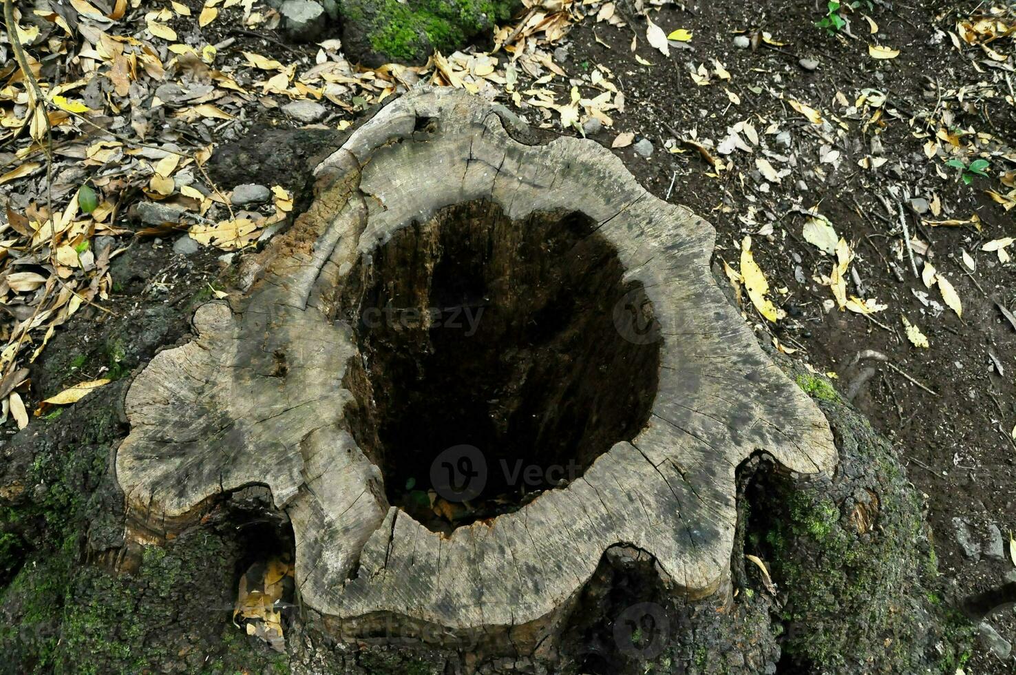 a tree stump with a hole in it photo