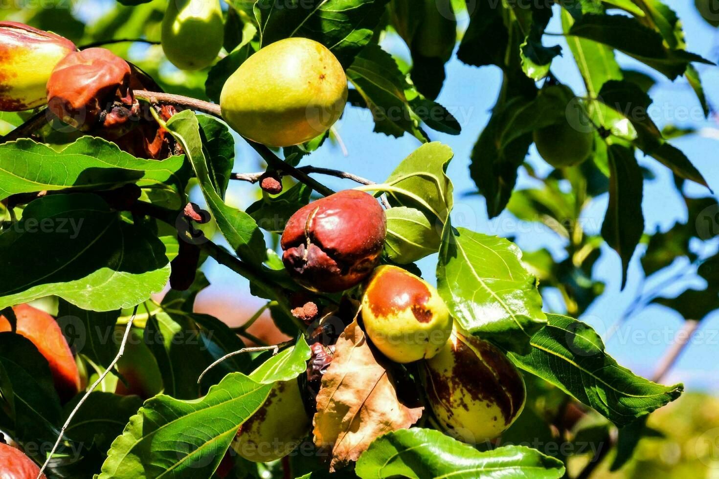 peaches on a tree photo