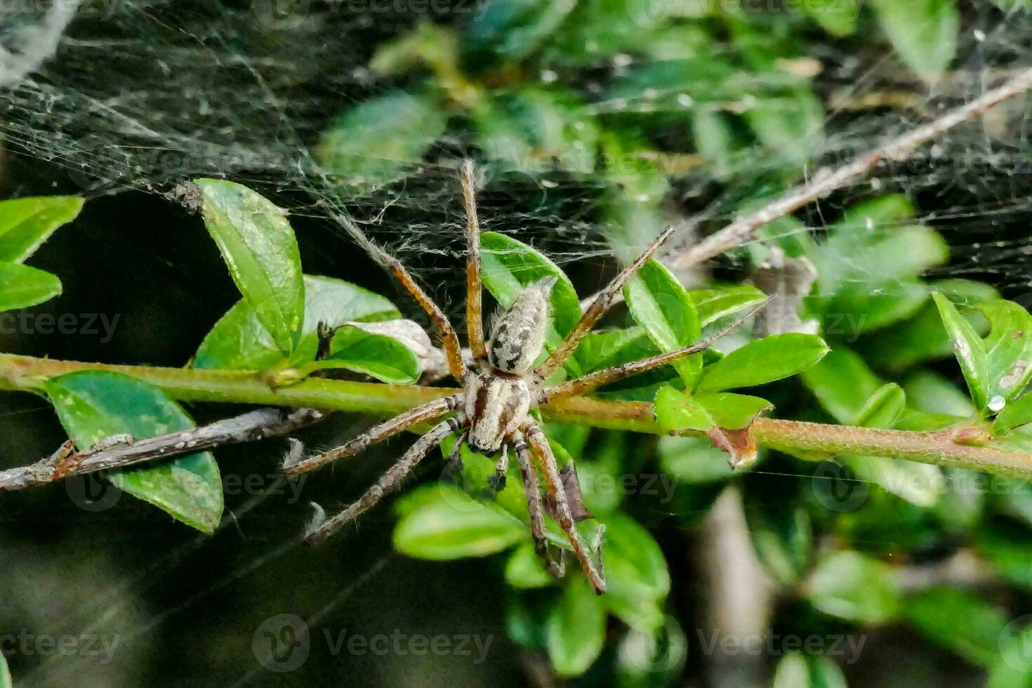 un araña en un planta con hojas y verde hojas foto