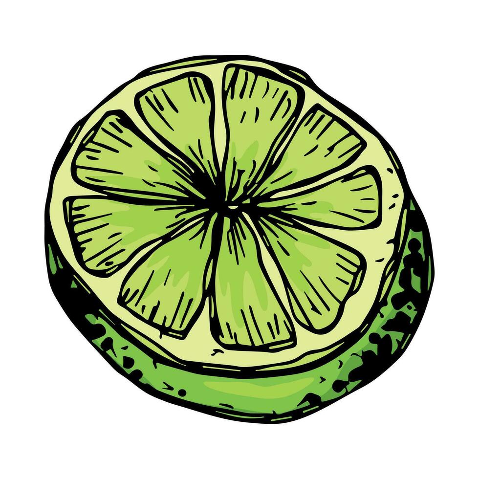 vector Lima clipart. mano dibujado agrios icono. Fruta ilustración. para imprimir, web, diseño, decoración