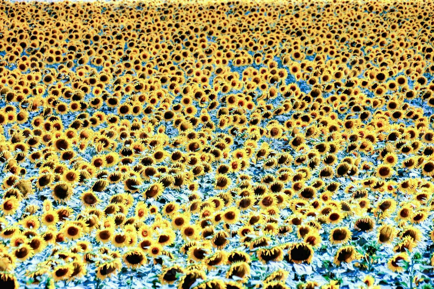 a field of sunflowers in the middle of a blue sky photo