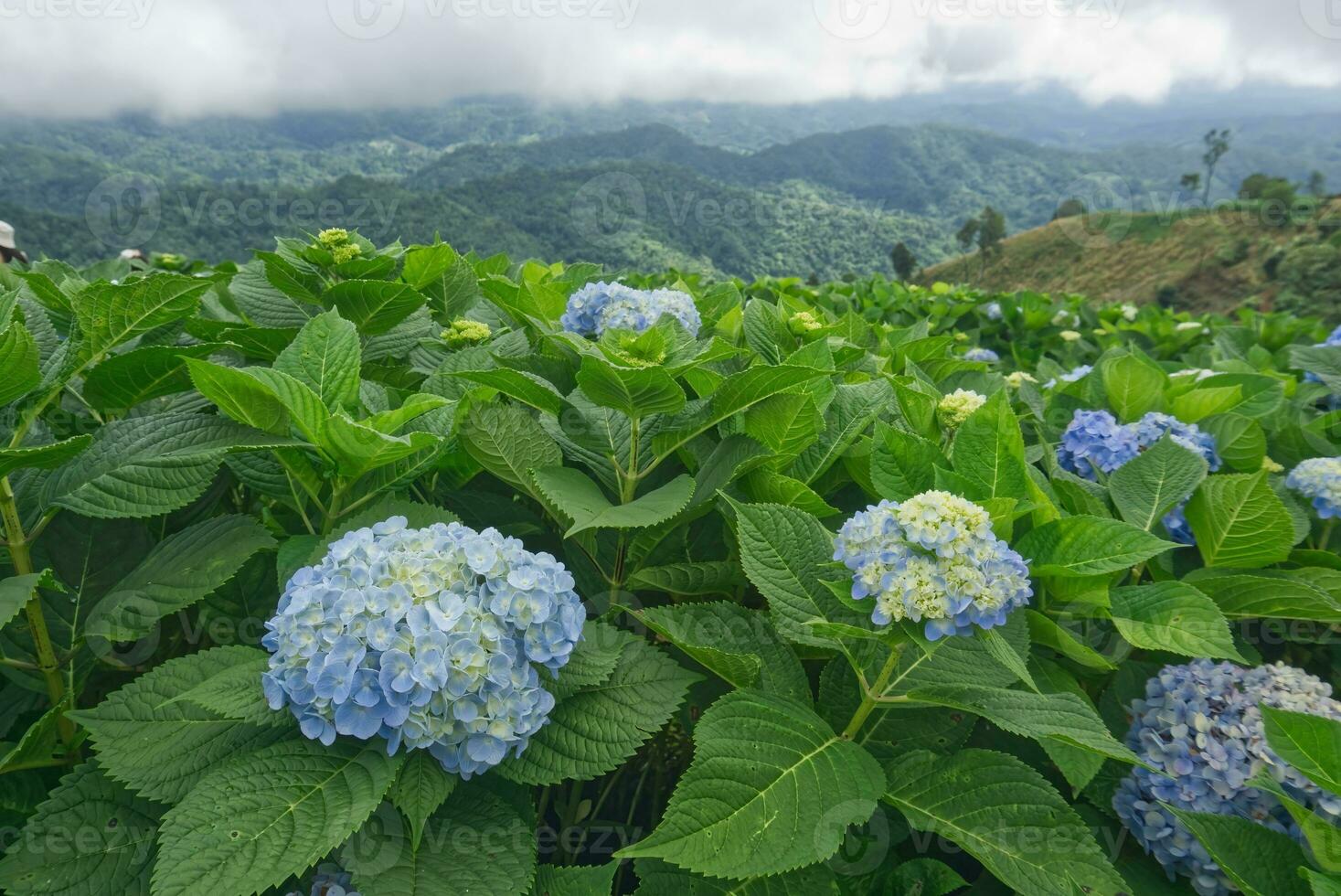 Hydrangea flower field in mountain. nature background image. close up hydrangea with blur background no people. photo