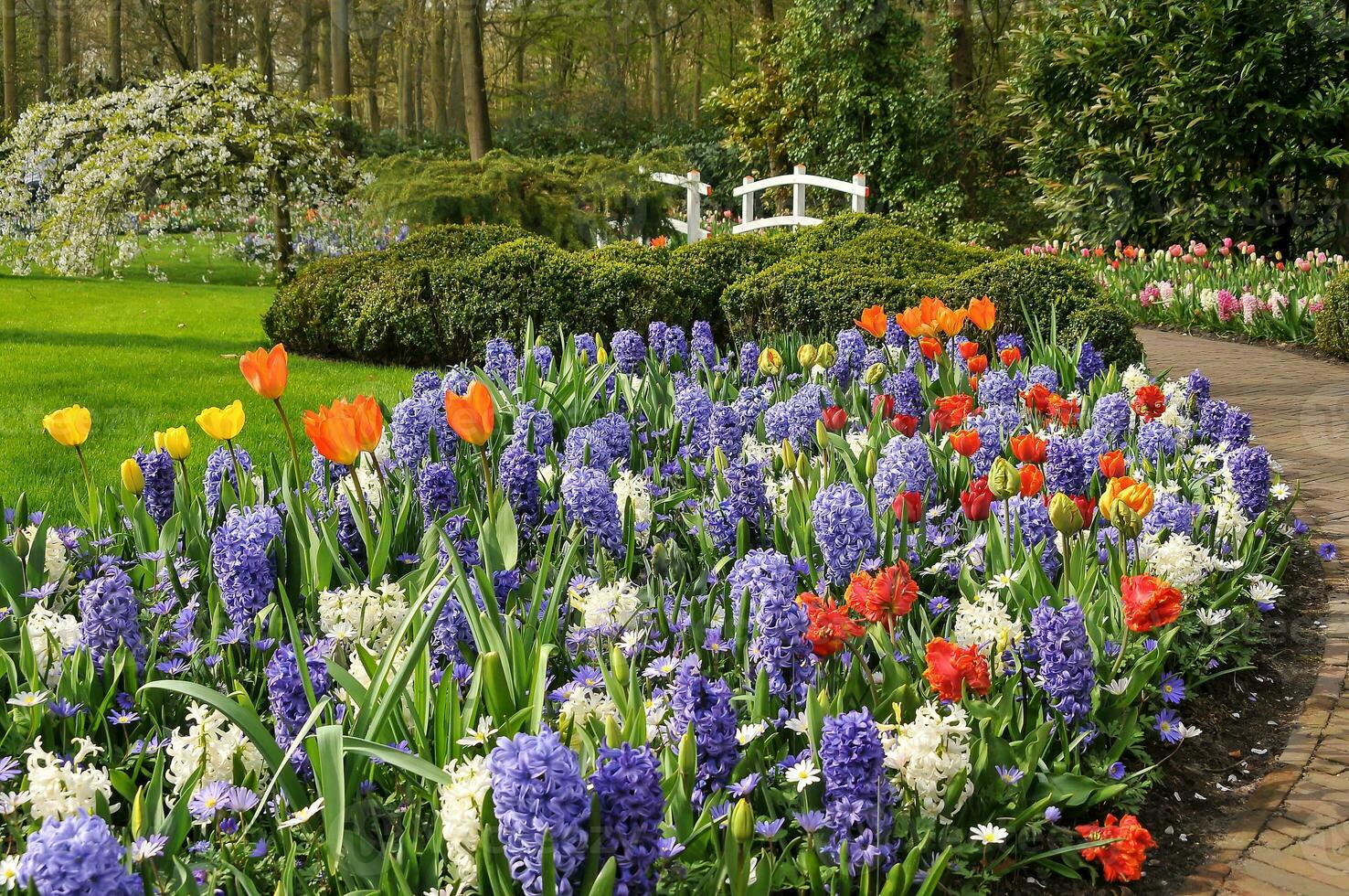 Tulips in the Keukenhof botanical garden, located in the Netherlands, the largest flower garden in the world photo