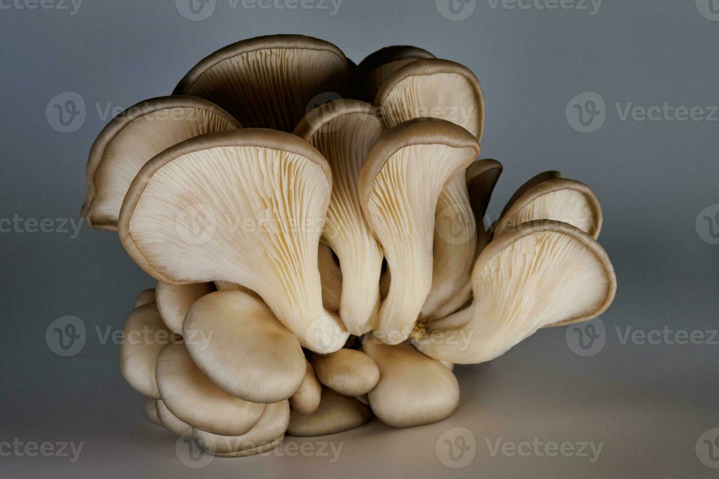 A bunch of oyster mushrooms on a gray background. Ripe oyster mushrooms. photo