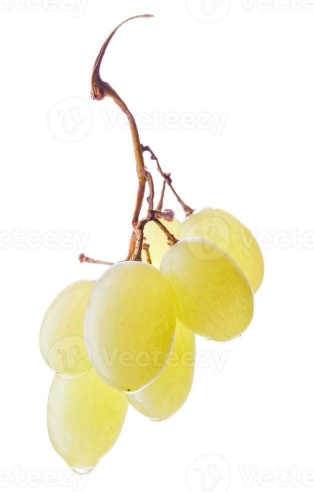 A small beautiful bunch of ripe green grapes isolated on a white background. photo