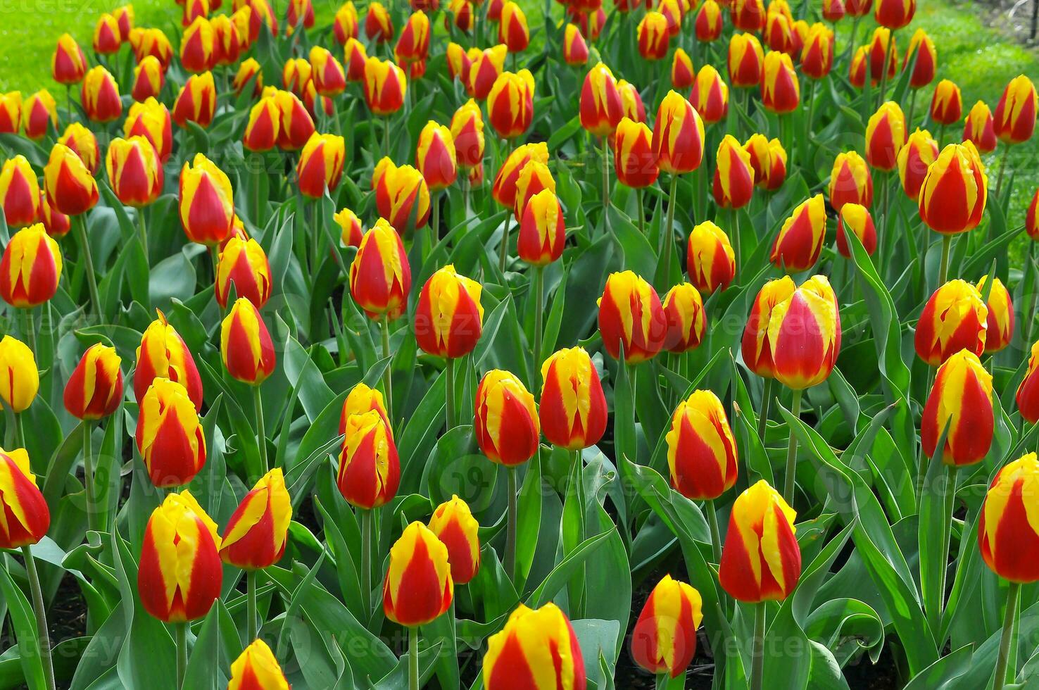 Tulips in the Keukenhof botanical garden, located in the Netherlands, the largest flower garden in the world photo