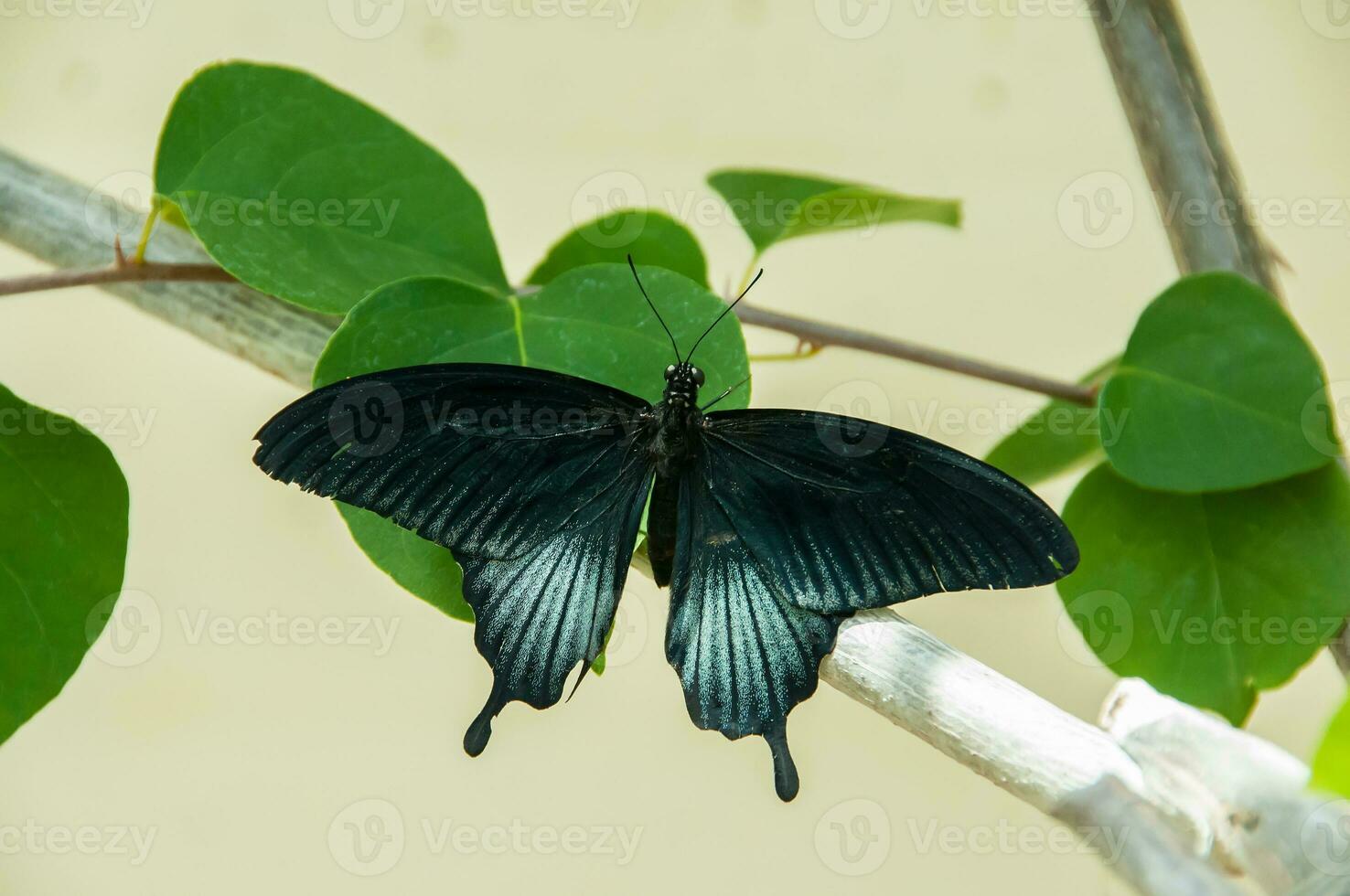 The beauty of the colors and pattern of a butterfly photo