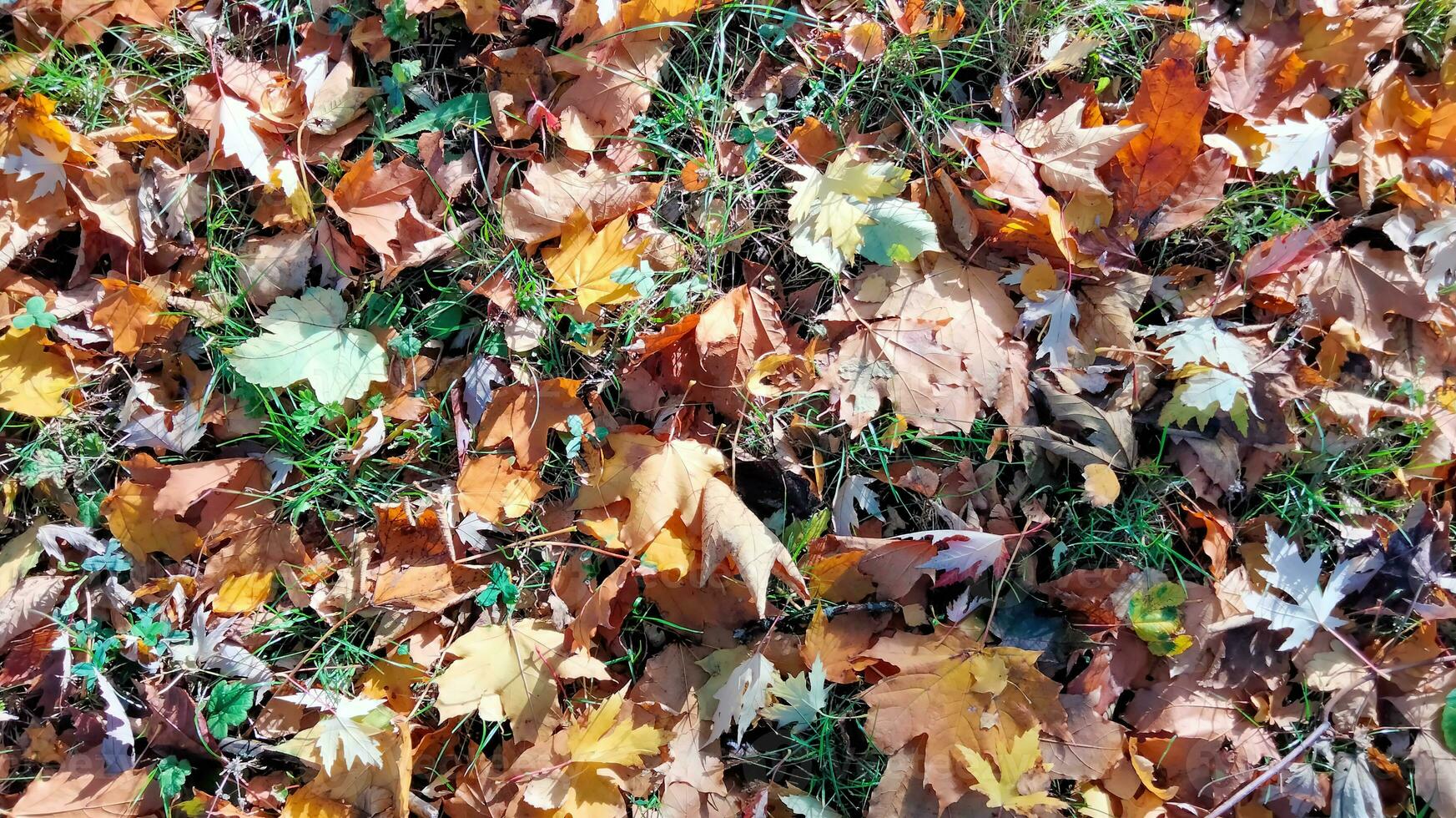 Autumn. Multicolored maple leaves lie on the grass. Colorful background image of fallen autumn leaves perfect for seasonal use photo