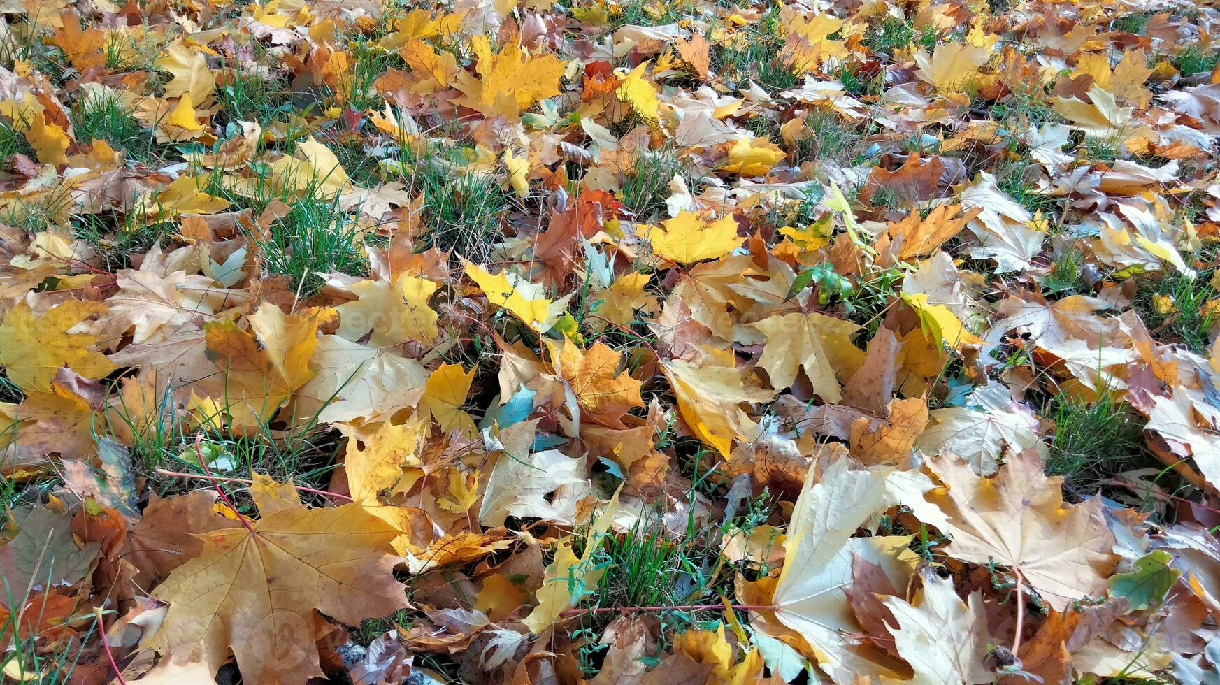 Autumn. Multicolored maple leaves lie on the grass. Colorful background image of fallen autumn leaves perfect for seasonal use photo