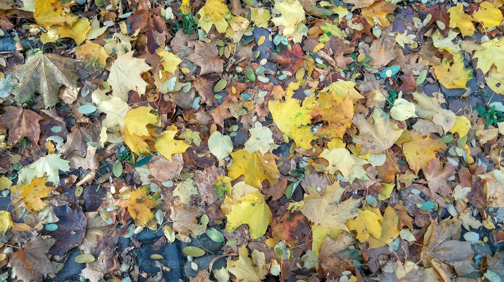 Autumn. Multicolored maple leaves lie on the grass. Colorful background image of fallen autumn leaves perfect for seasonal use photo