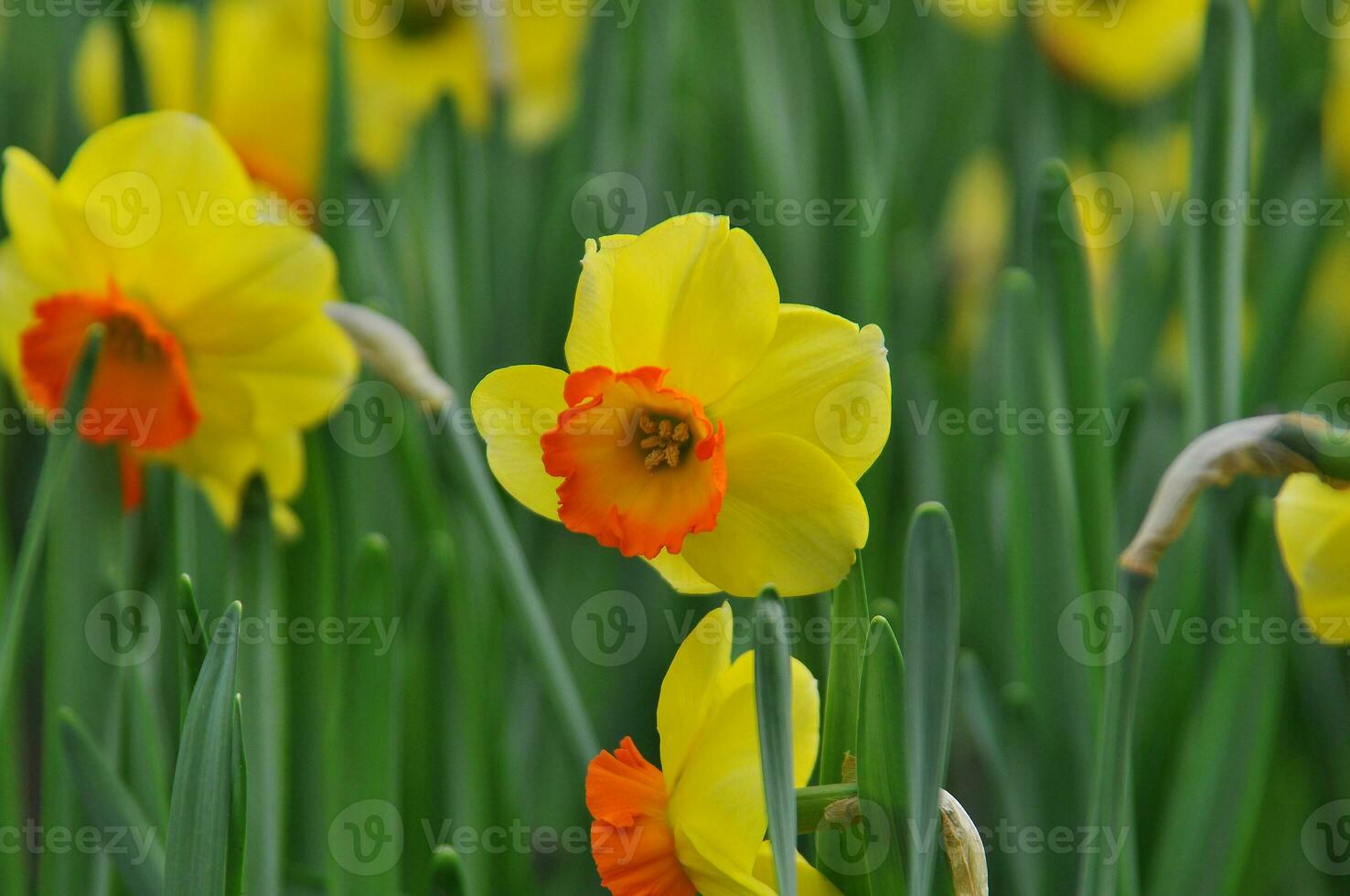 Daffodils in the Keukenhof botanical garden, located in the Netherlands, the largest flower garden in the world photo