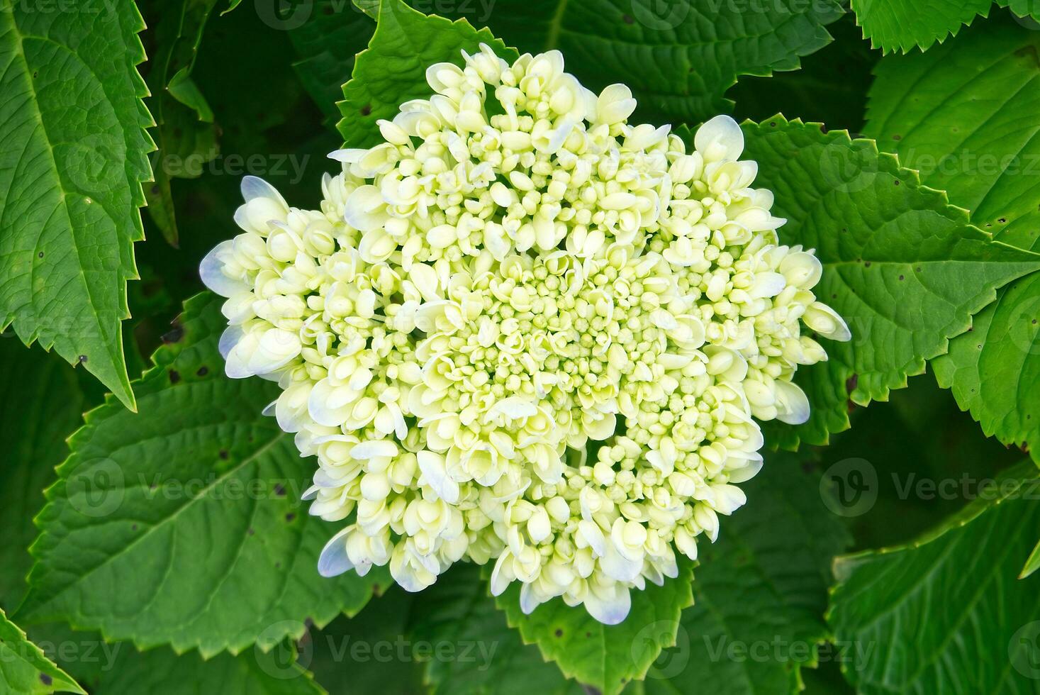 white hydrangea flower buds top view. nature background image. close-up hydrangea no people. photo