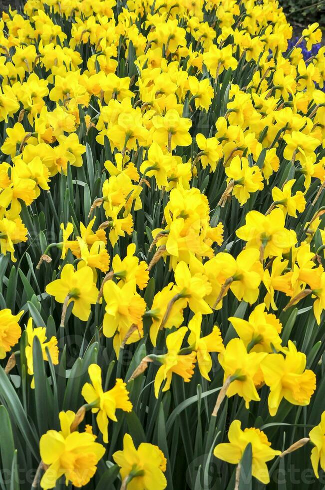Daffodils in the Keukenhof botanical garden, located in the Netherlands