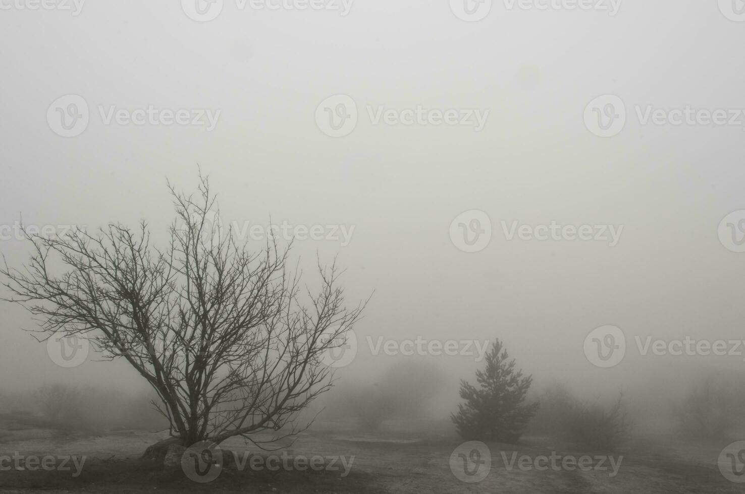 Idyllic landscape of a lagoon in a foggy environment photo