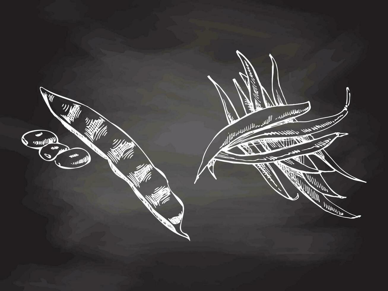 A hand-drawn set of string beans in sketch style. Vector vegetables on chalkboard background. Vintage doodle illustration. Sketch for cafe menus and labels. The engraved image. Harvesting.