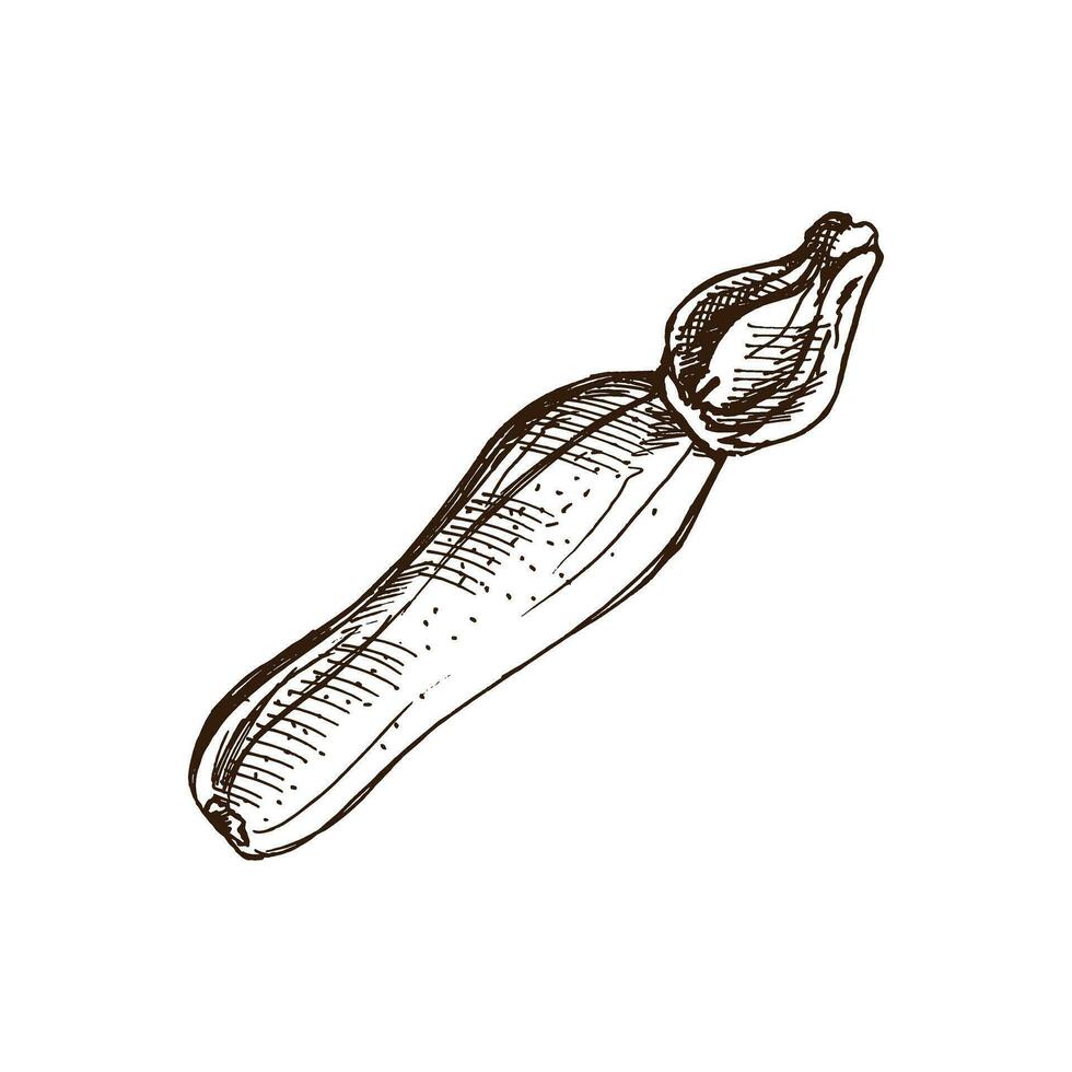 Hand-drawn zucchini illustration in sketch style. Vector  vegetables. Vintage doodle illustration. Sketch for cafe menus and labels. The engraved image. Harvesting.