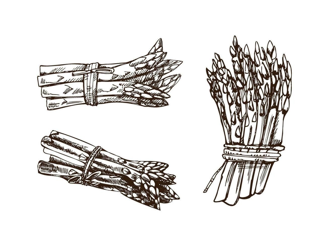 A hand-drawn set of asparagus  in sketch style. Vector  vegetables. Vintage doodle illustration. Sketch for cafe menus and labels. The engraved image. Harvesting.