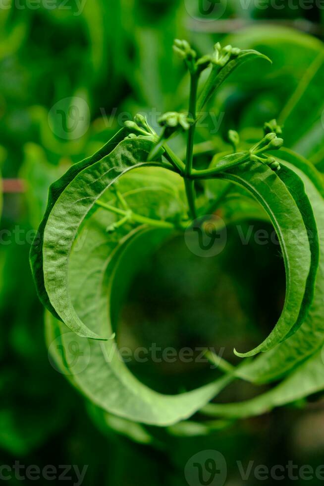 verde hojas de cerca, Cambridge botánico jardines foto