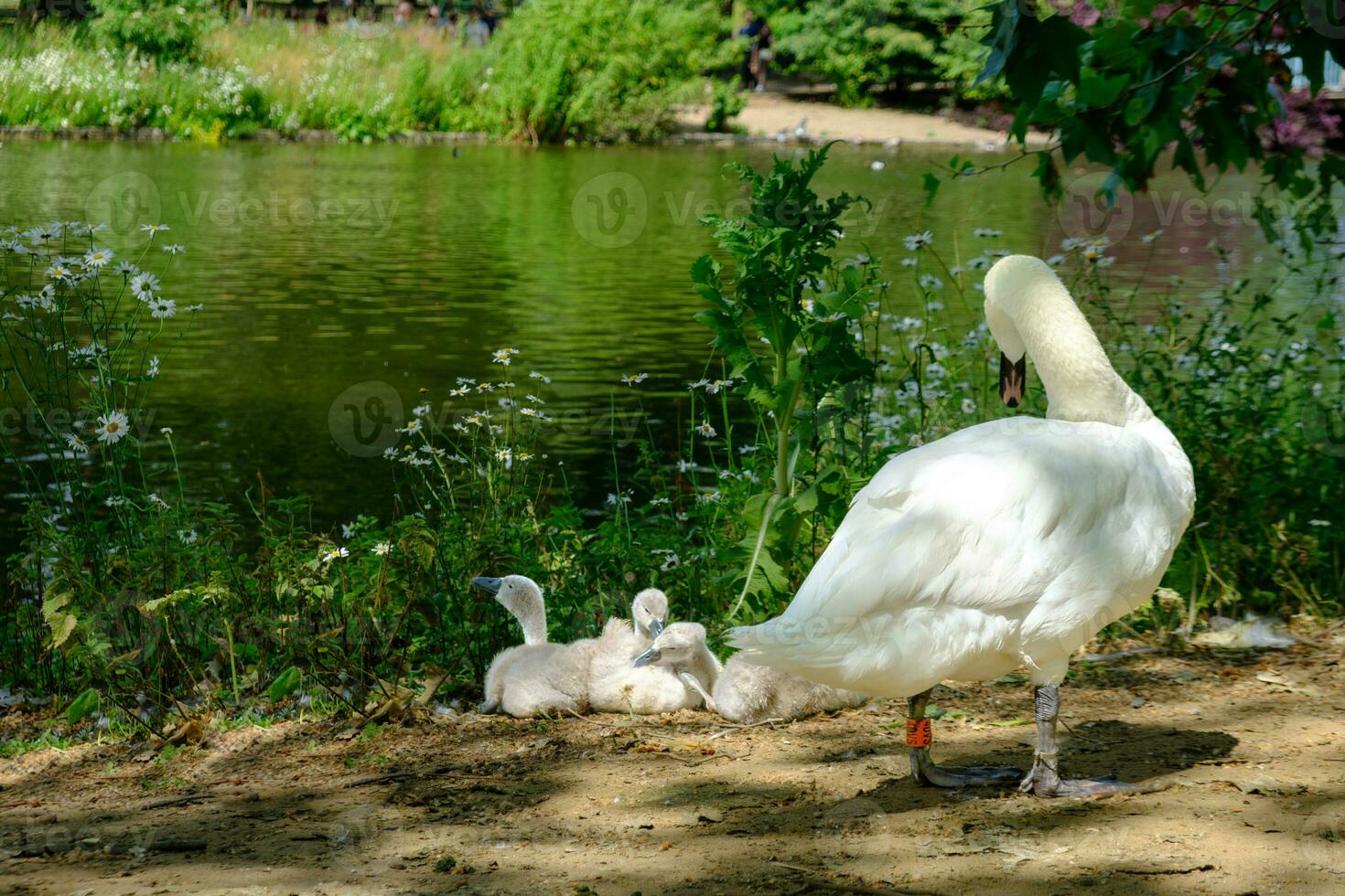 Mute swan, cygnus olor and its babies by the pond in St James park in London, UK photo