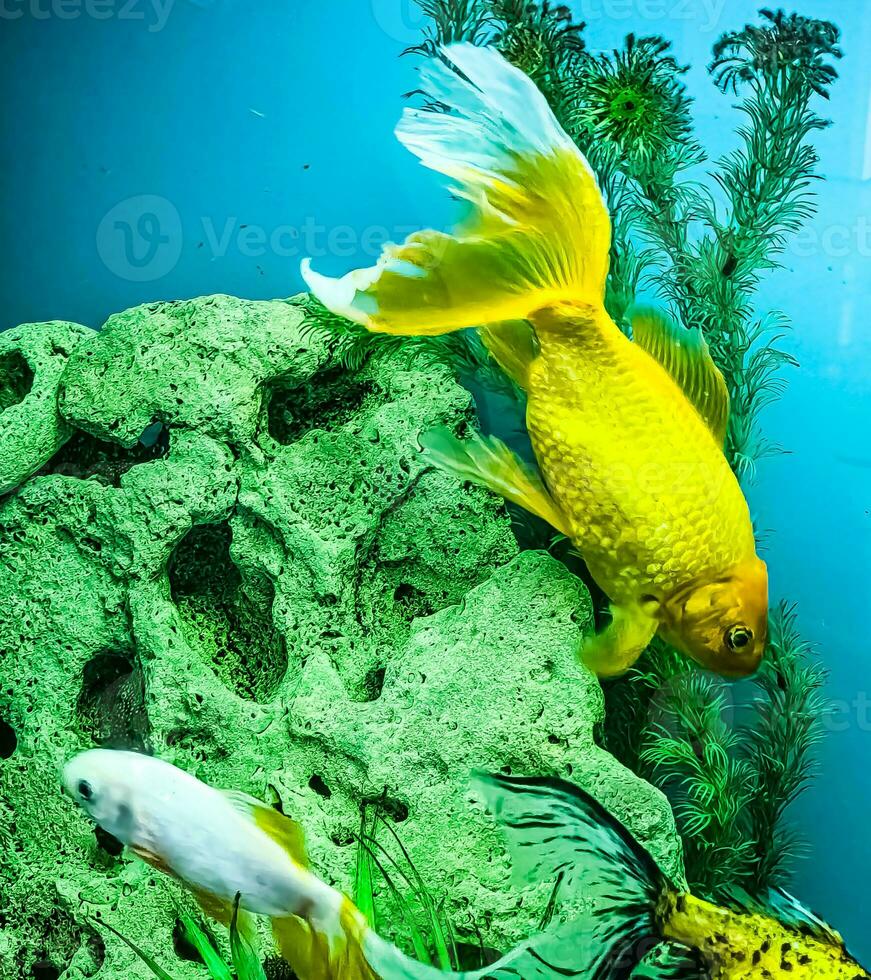 Several multi-colored bright fish swim in the aquarium. Aquarium with small pets. photo