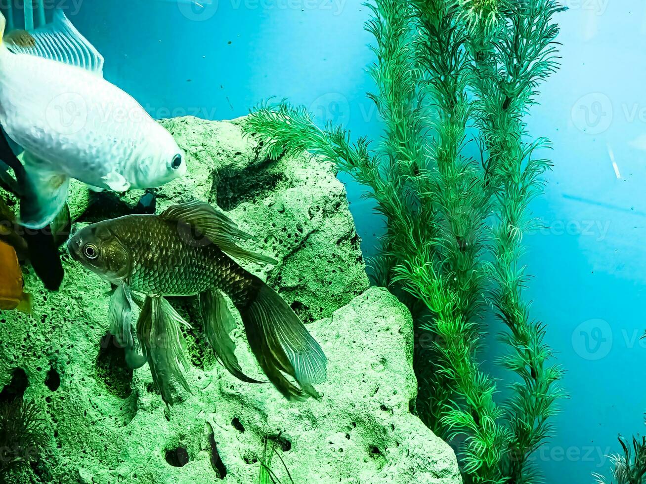 Several multi-colored bright fish swim in the aquarium. Aquarium with small pets. photo