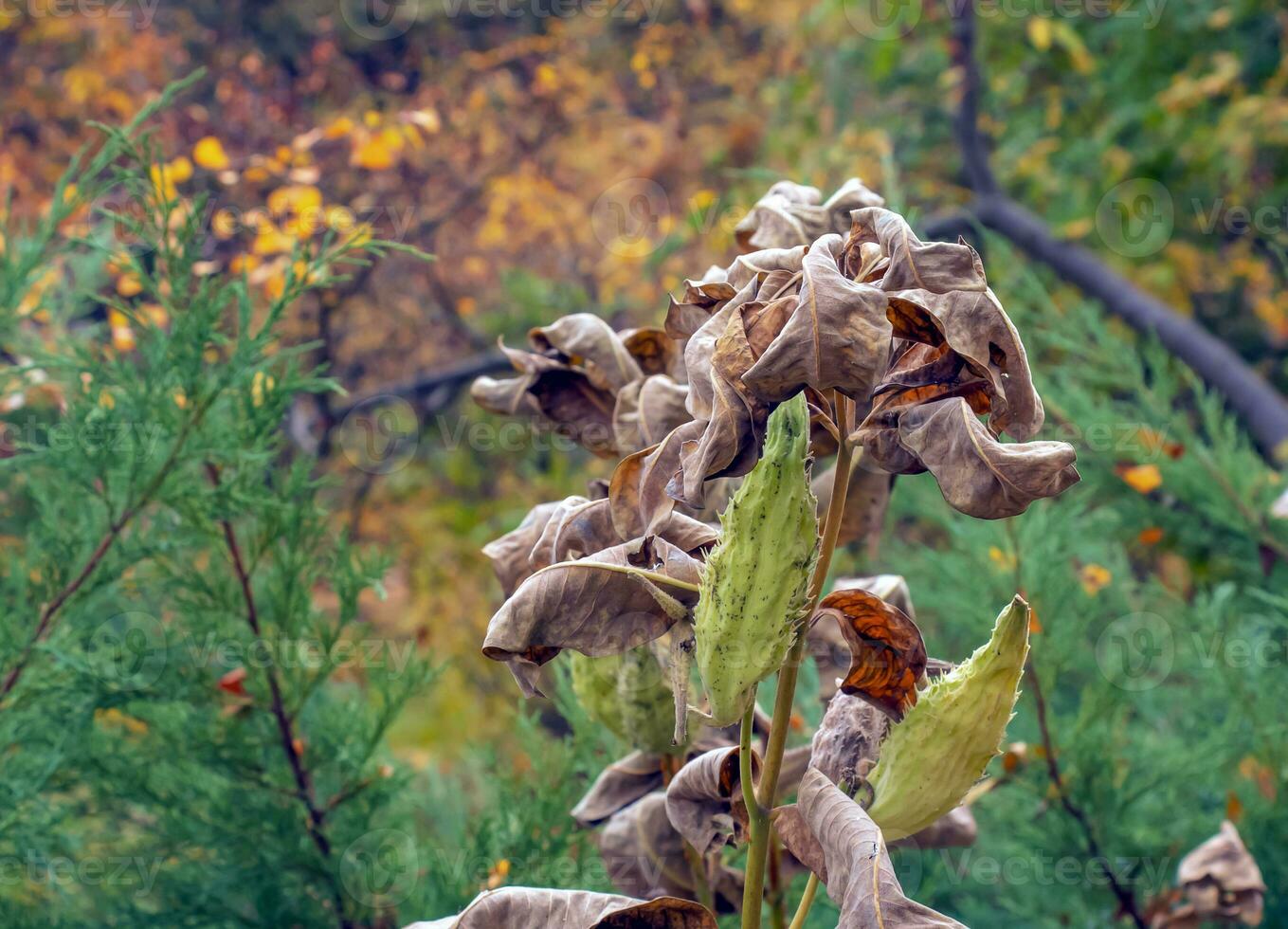 Asclepias syriaca pods with seeds. Common milkweed plant with textured unripe fruits. Wild Syrian thrush follicles in late summer. Stem and capsule of a perennial weed. photo