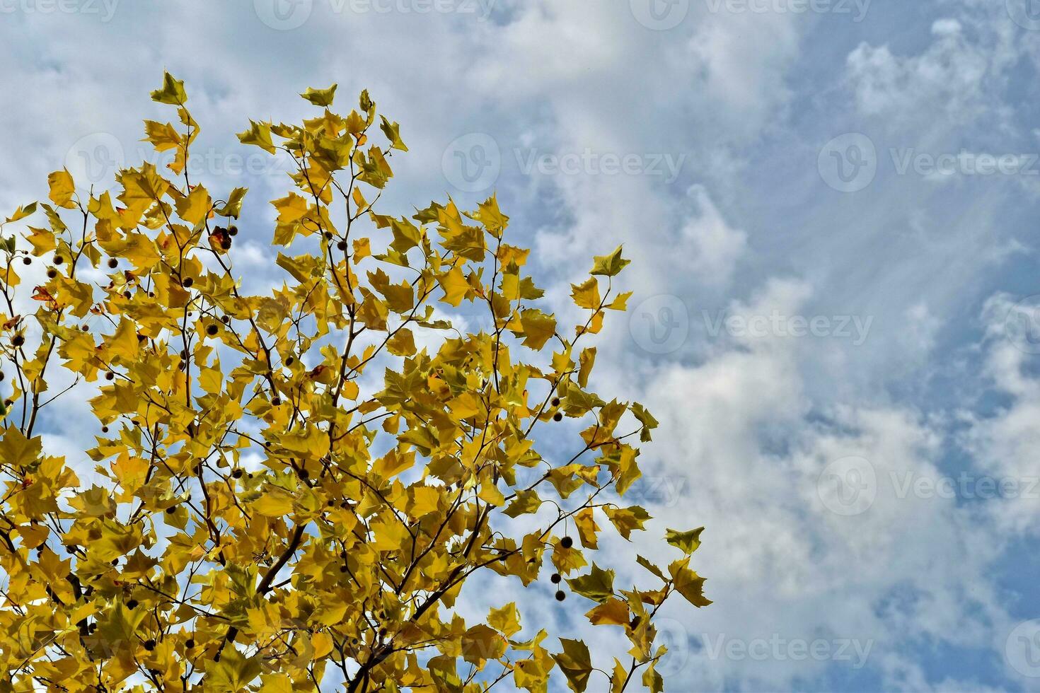 yellow golden autumnal tree leaves on a background of blue sky and white clouds photo