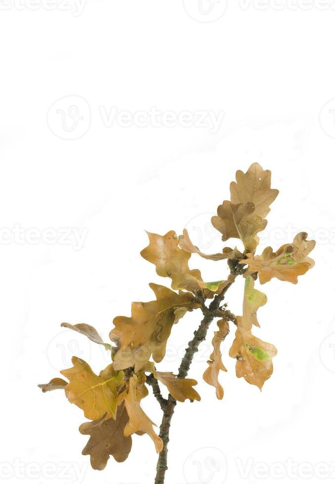 autumn leaf on white background photo