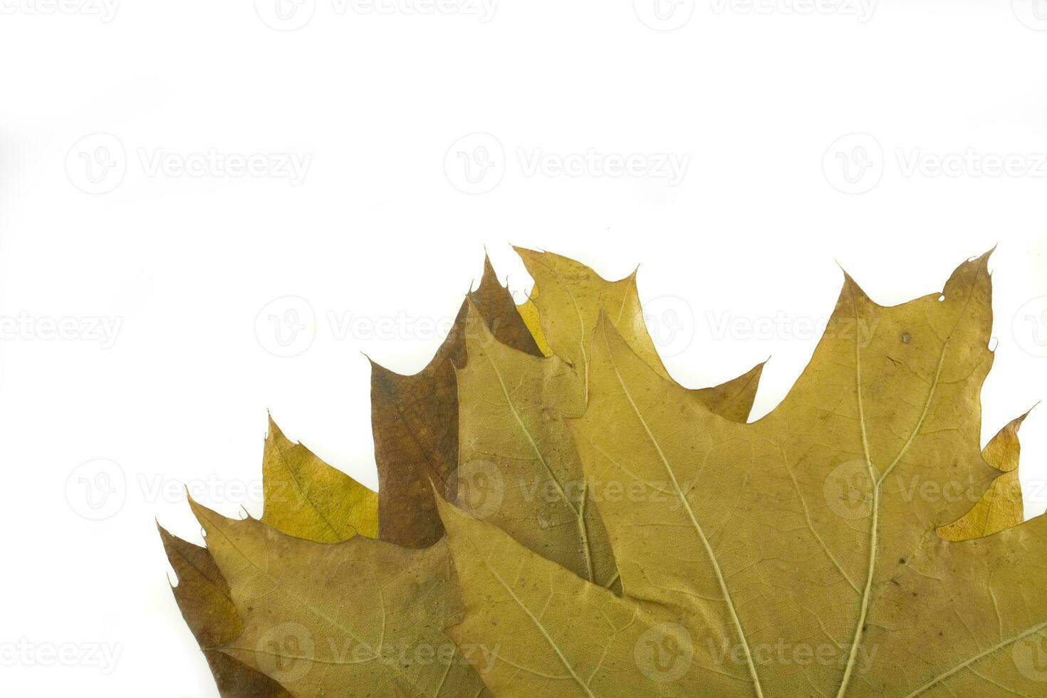 autumn leaf on white background photo