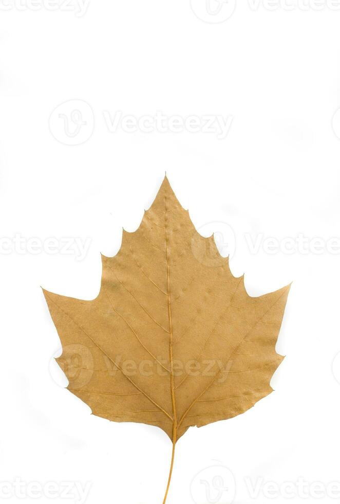 autumn leaf on white background photo