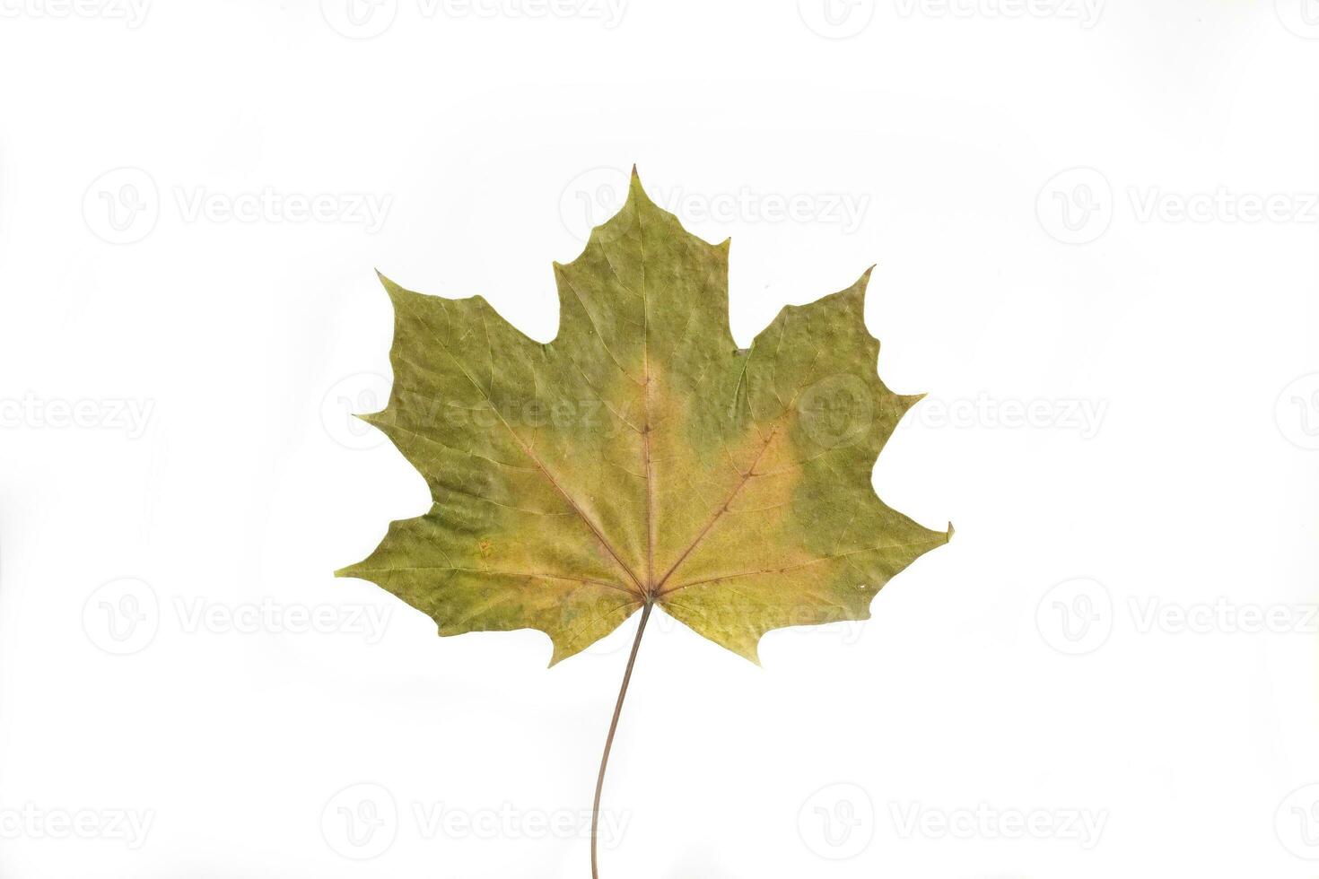 autumn leaf on white background photo