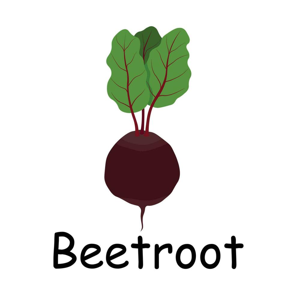 Beetroot illustration flat vector. Vegetables flashcard. Element for kitchen, cooking, super market, healthy lifestyle concept vector