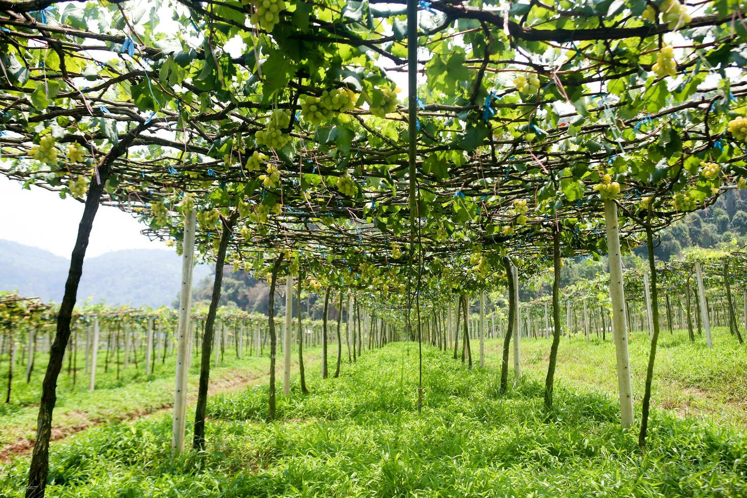 Soft and tender green sprig or vine in the air, close up on blurry green background photo