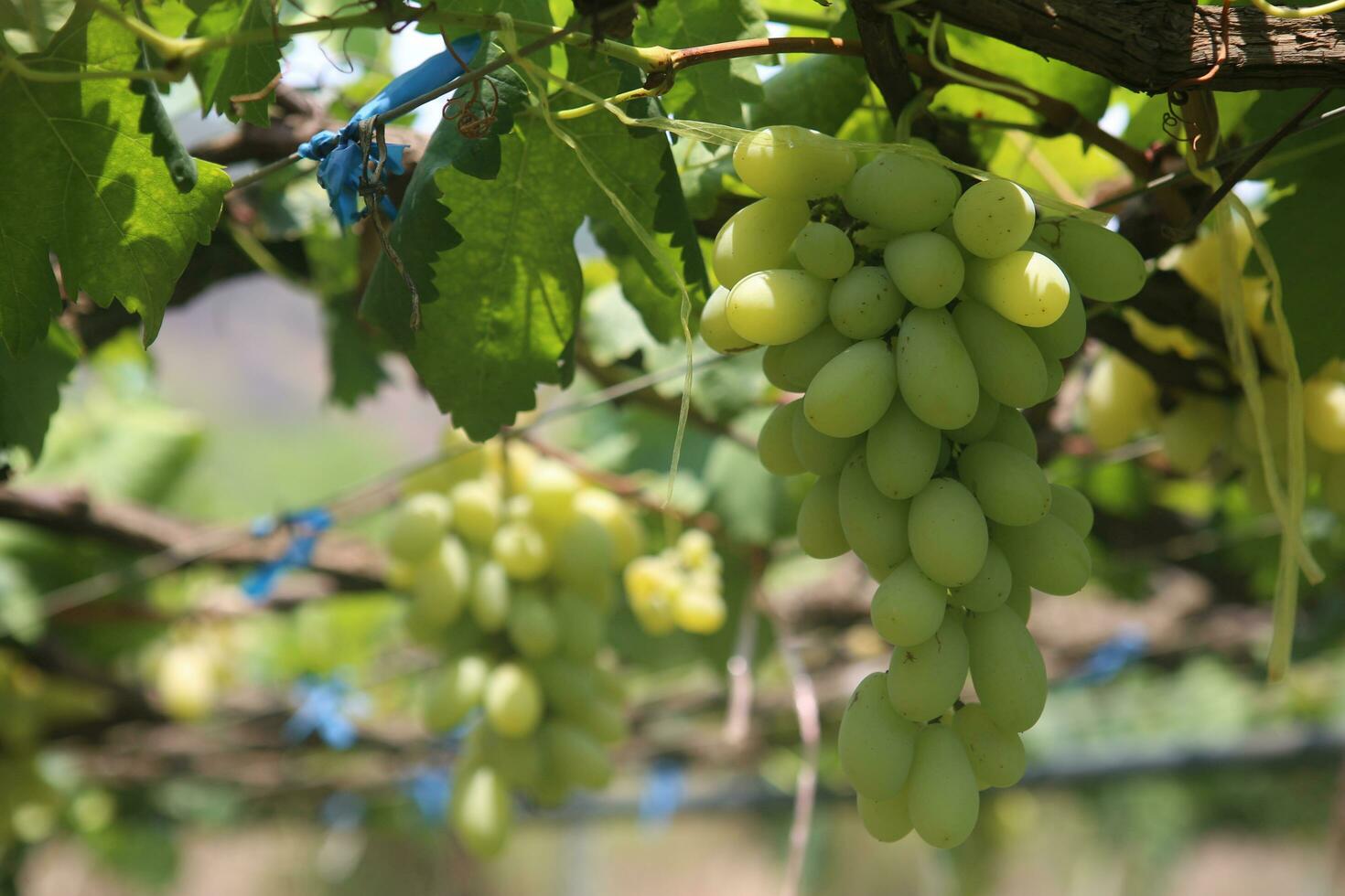 Green grapes with green leaves background on the vine. fresh fruits photo