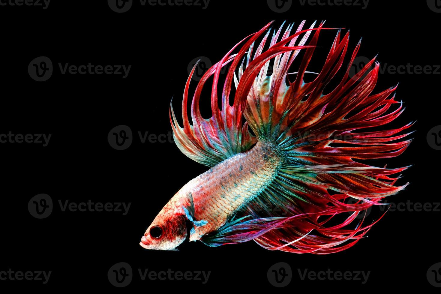 hermosa movimiento de rojo azul cola de cuervo Betta pez, siamés luchando pescado cola, Betta brilla, azul puntiagudo cola aislado en negro antecedentes. foto