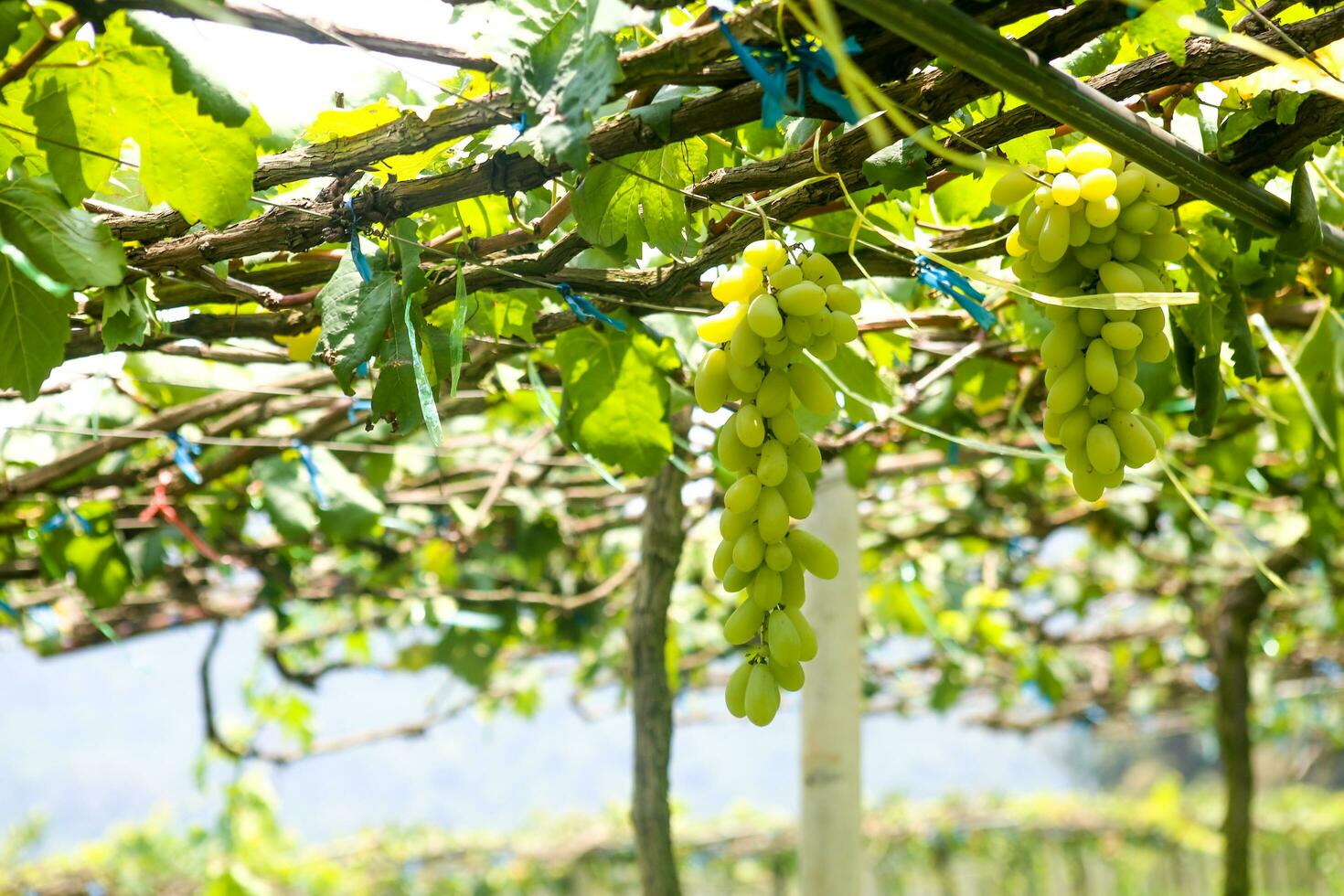 Green grapes with green leaves background on the vine. fresh fruits photo