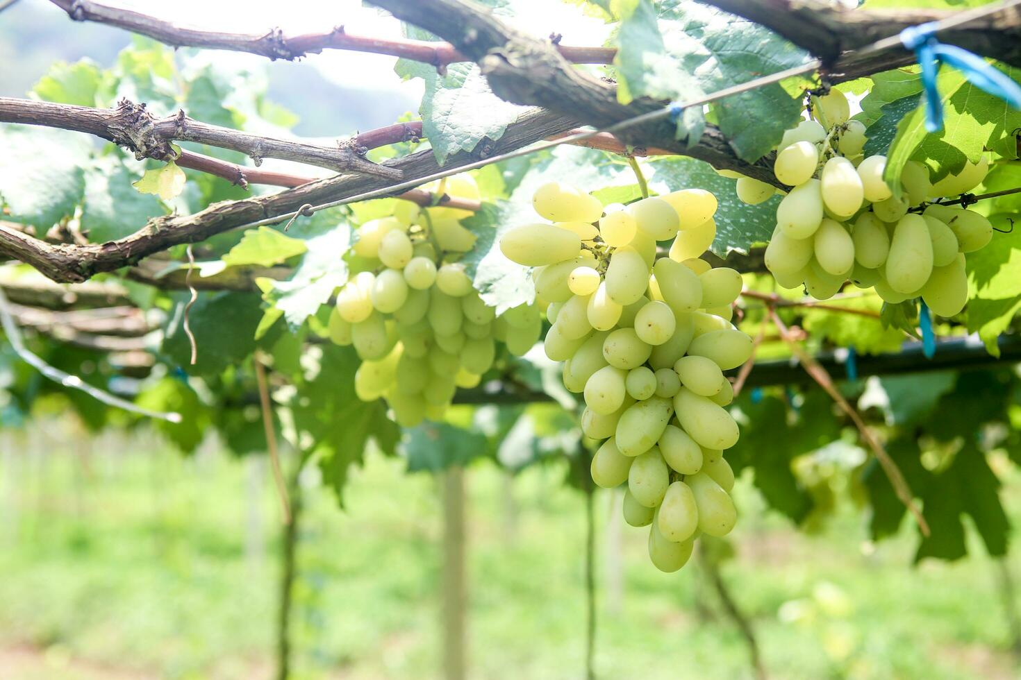 verde uvas con verde hojas antecedentes en el enredadera. Fresco frutas foto