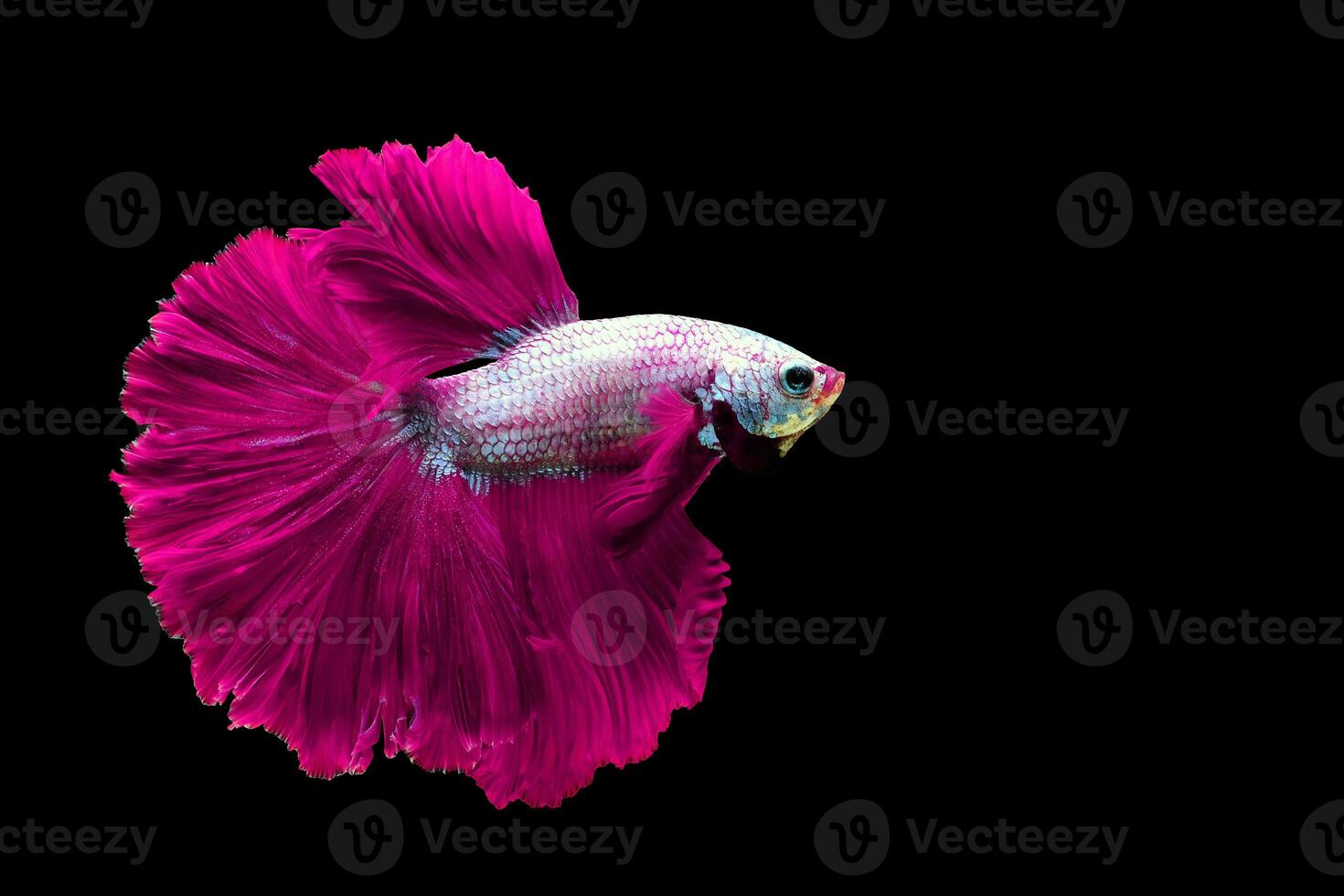 Pink betta fish Fancy Halfmoon Betta, The moving moment beautiful of Siamese Fighting fish in Thailand. Betta splendens Pla-kad biting fish, Rhythmic of Betta fish isolated on black background photo
