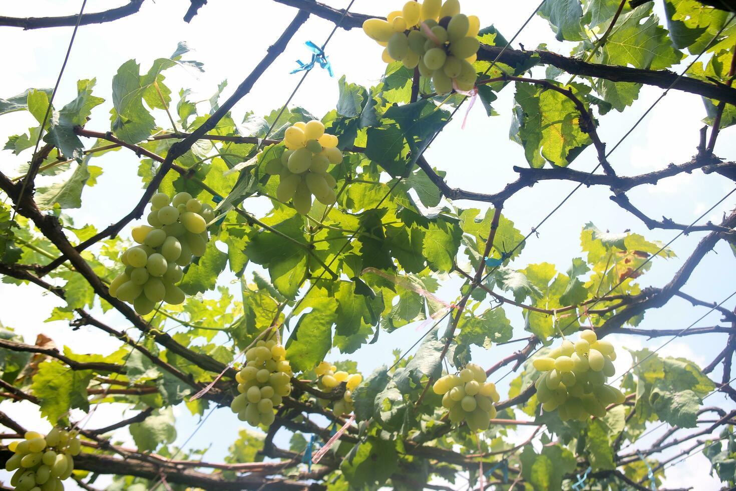 Green grapes with green leaves background on the vine. fresh fruits photo