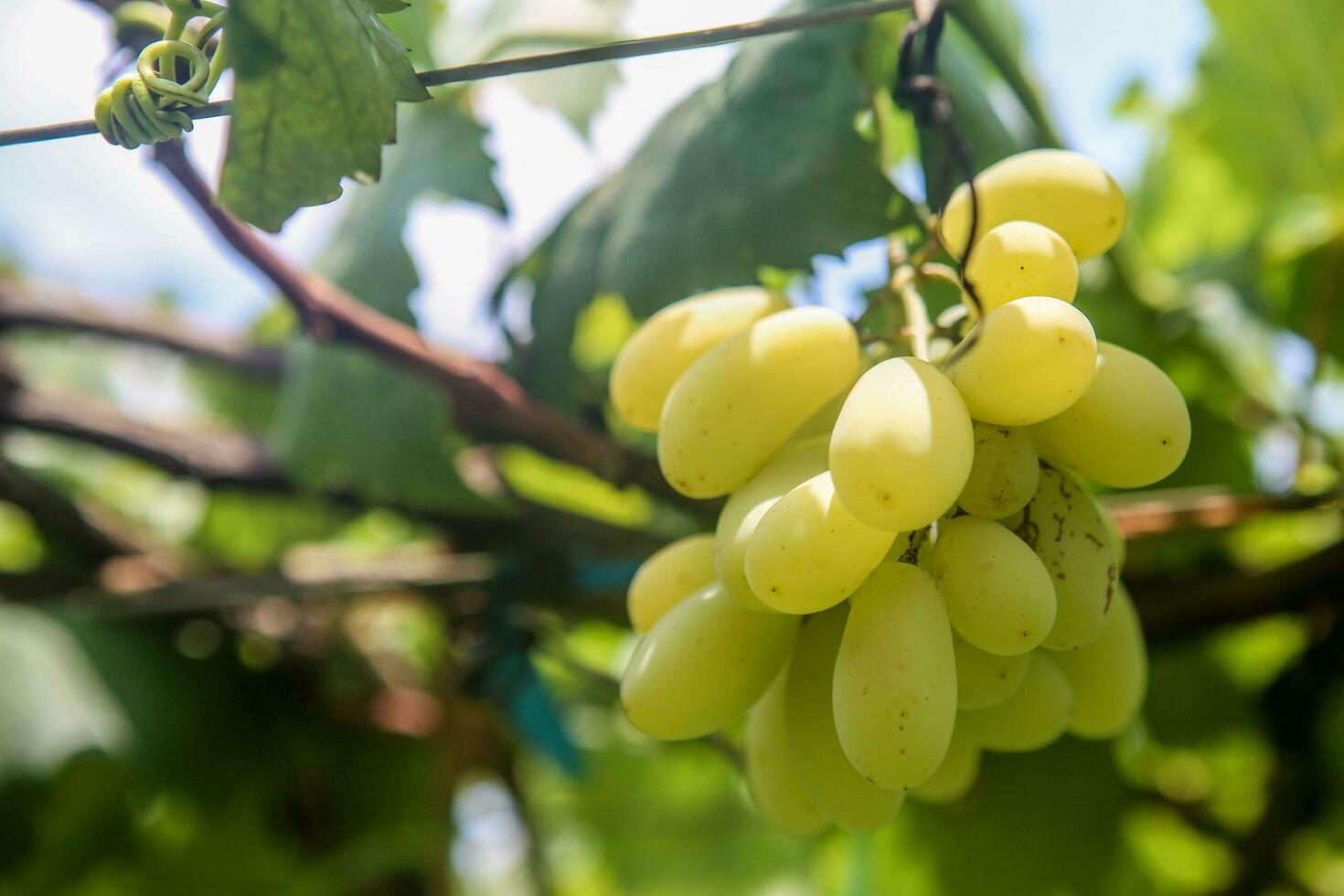 Green grapes with green leaves background on the vine. fresh fruits photo