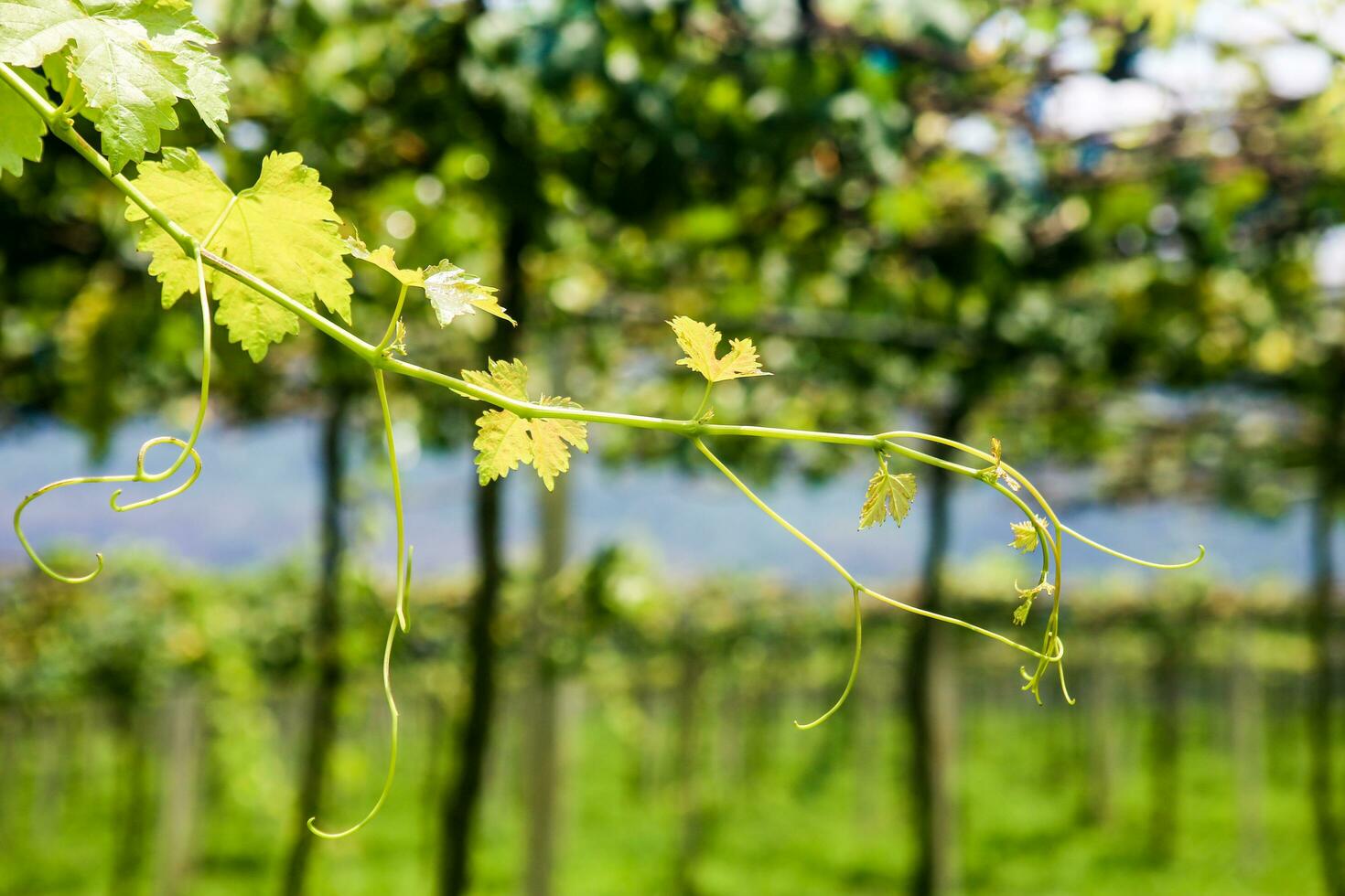 Soft and tender green sprig or vine in the air, close up on blurry green background photo