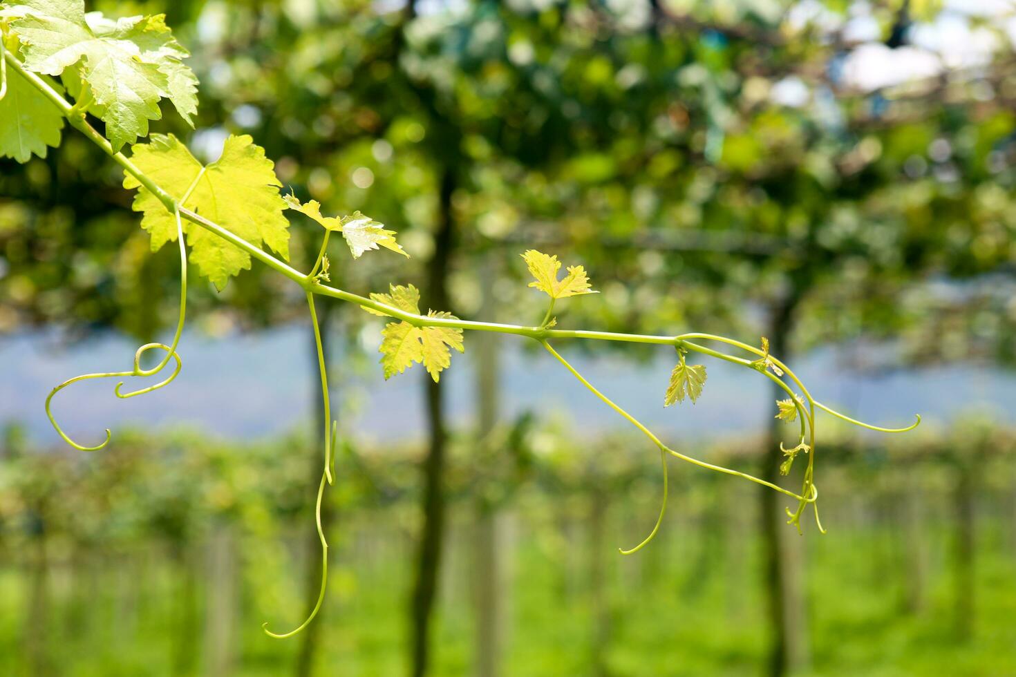 Soft and tender green sprig or vine in the air, close up on blurry green background photo