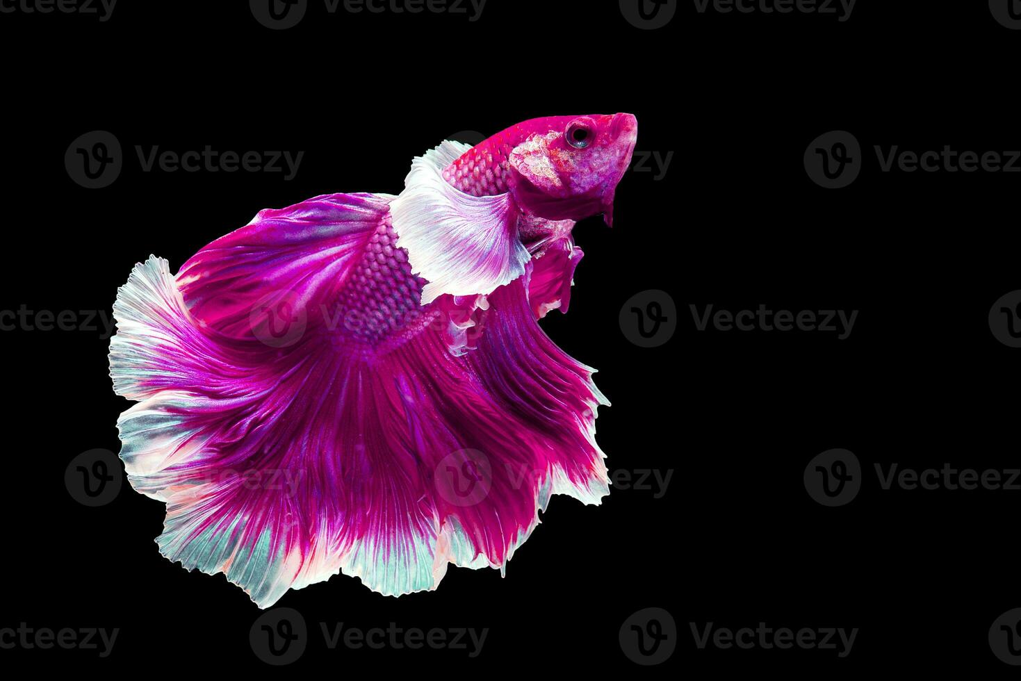 rosado Betta pescado lujoso media Luna betta, el Moviente momento hermosa de siamés luchando pescado en tailandia Betta splendens pla-kad mordiendo pez, rítmico de Betta pescado aislado en negro antecedentes foto