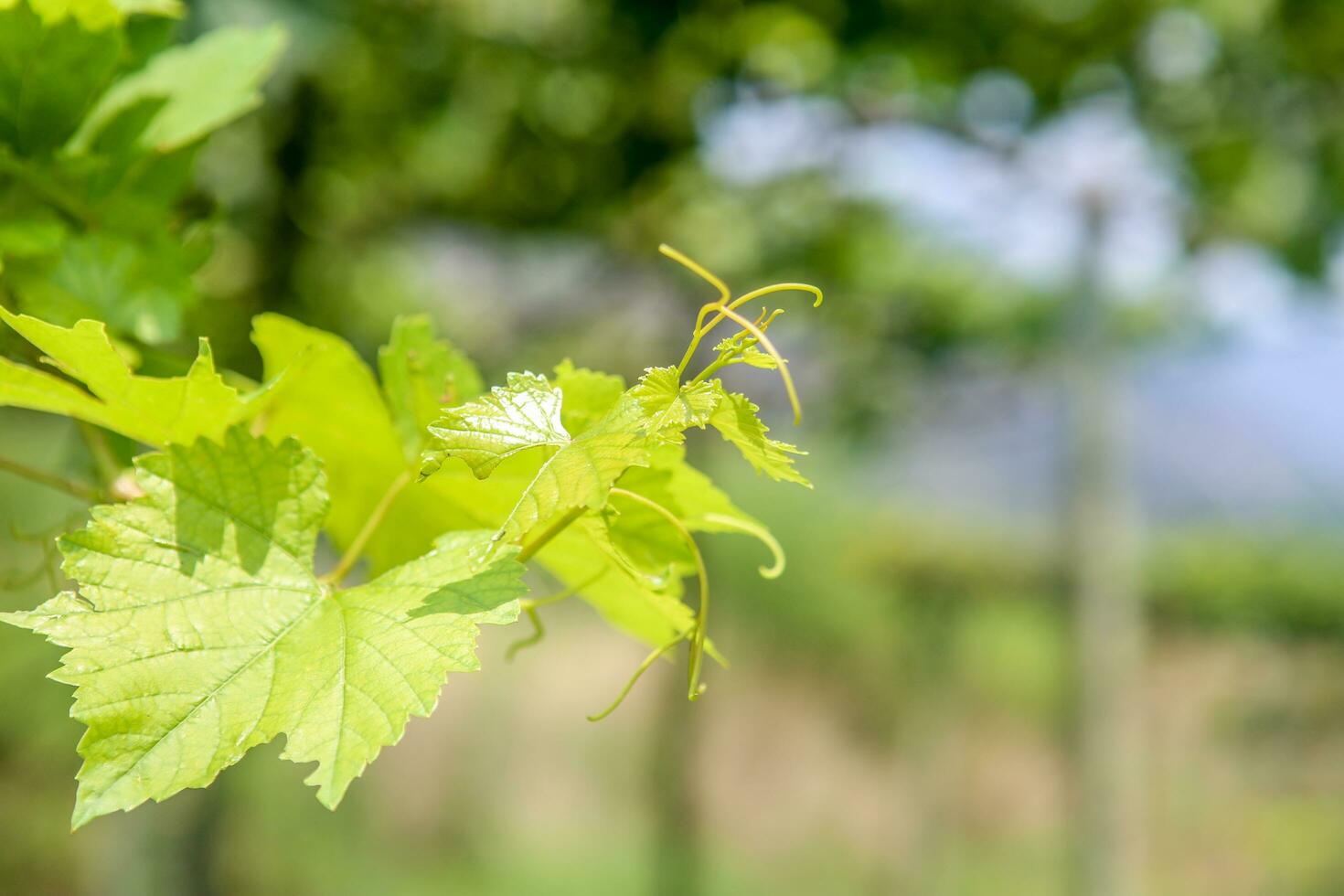 Soft and tender green sprig or vine in the air, close up on blurry green background photo