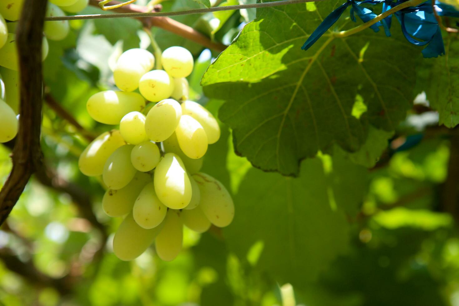 Green grapes with green leaves background on the vine. fresh fruits photo