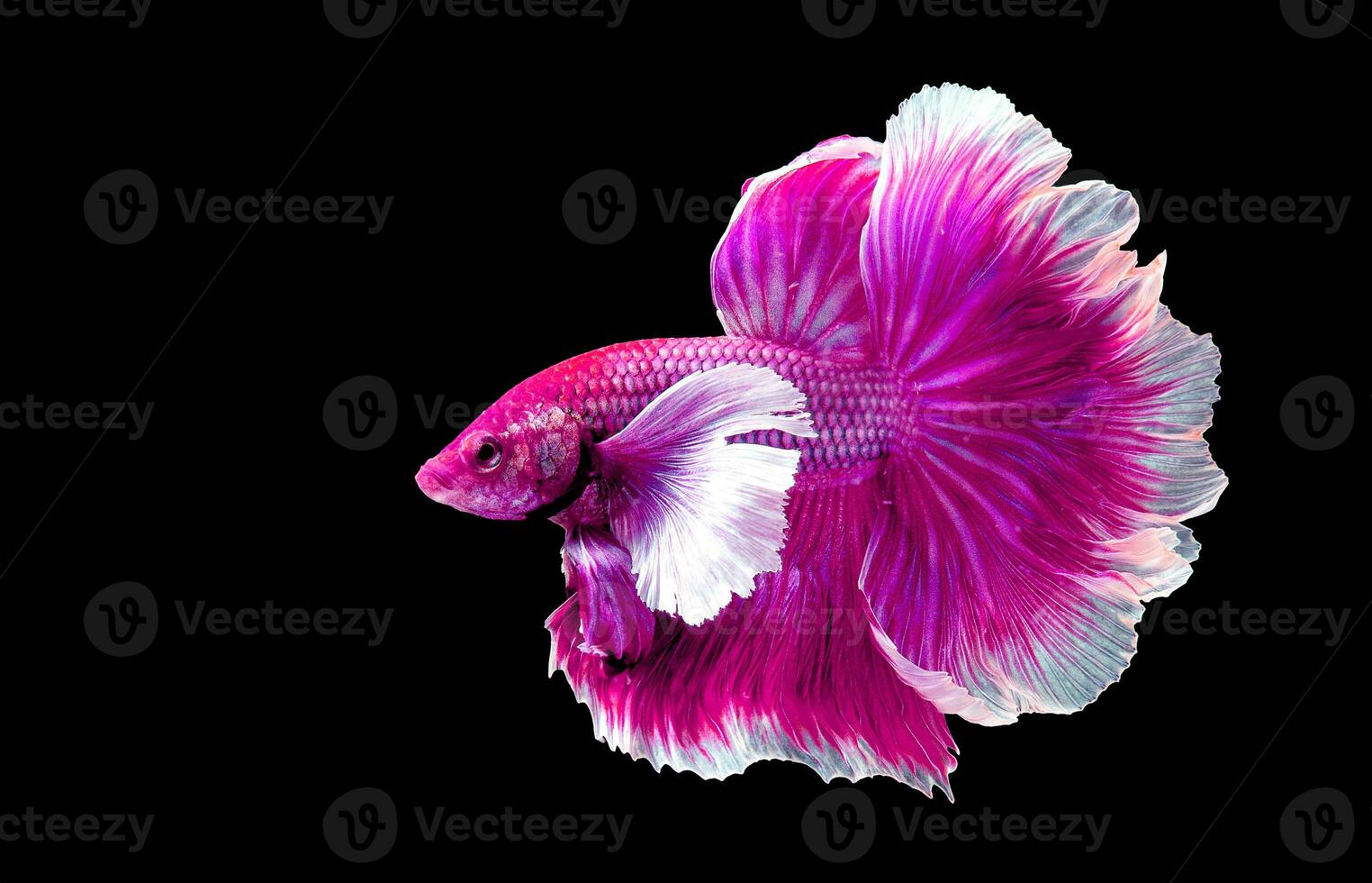 Pink betta fish Fancy Halfmoon Betta, The moving moment beautiful of Siamese Fighting fish in Thailand. Betta splendens Pla-kad biting fish, Rhythmic of Betta fish isolated on black background photo