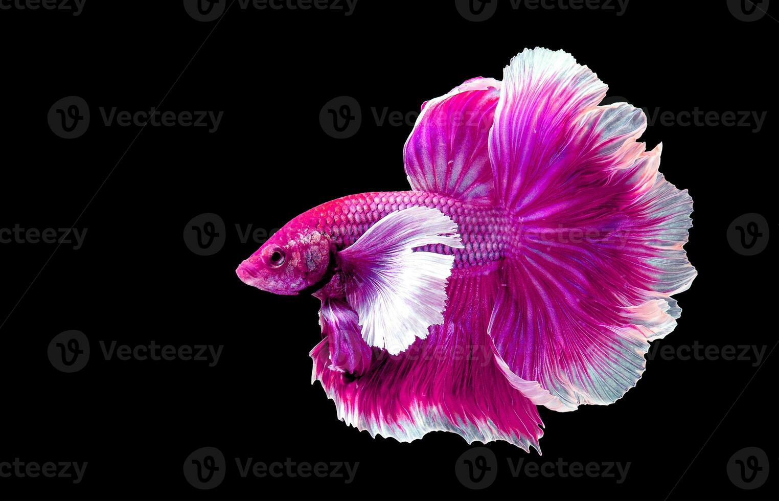 rosado Betta pescado lujoso media Luna betta, el Moviente momento hermosa de siamés luchando pescado en tailandia Betta splendens pla-kad mordiendo pez, rítmico de Betta pescado aislado en negro antecedentes foto