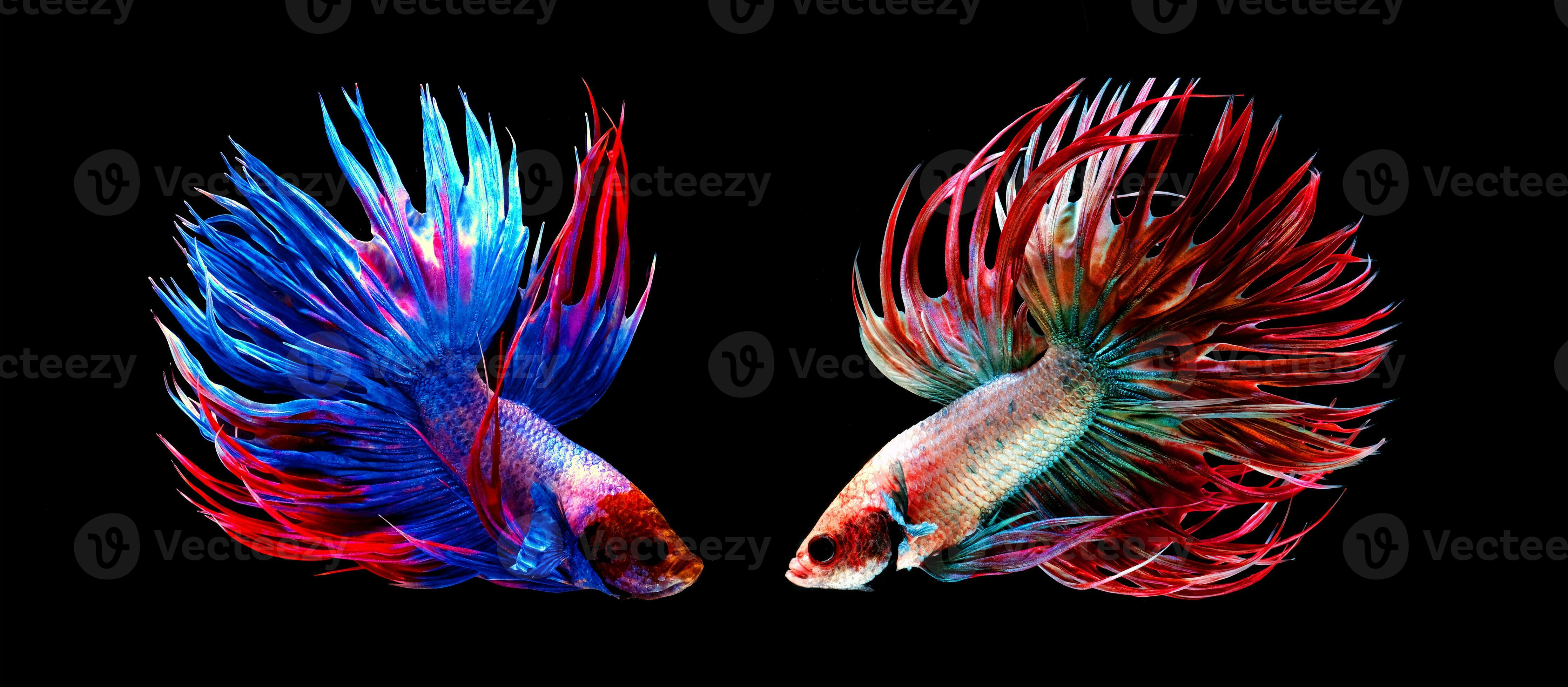 Beautiful movement of red blue Crowntail 2 betta fish, Siamese fighting fish  tail, Betta splendens, blue spiky tail isolated on black background.  33099725 Stock Photo at Vecteezy