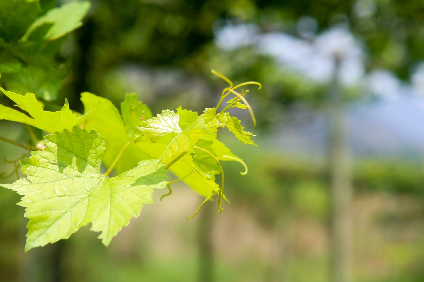 Soft and tender green sprig or vine in the air, close up on blurry green background photo